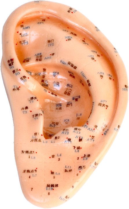 A Model of a Human Ear With Chinese Characters on It