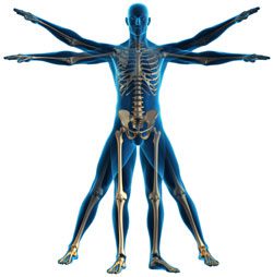 A 3d Rendering of a Blue Human Skeleton With Arms and Legs Spread Out